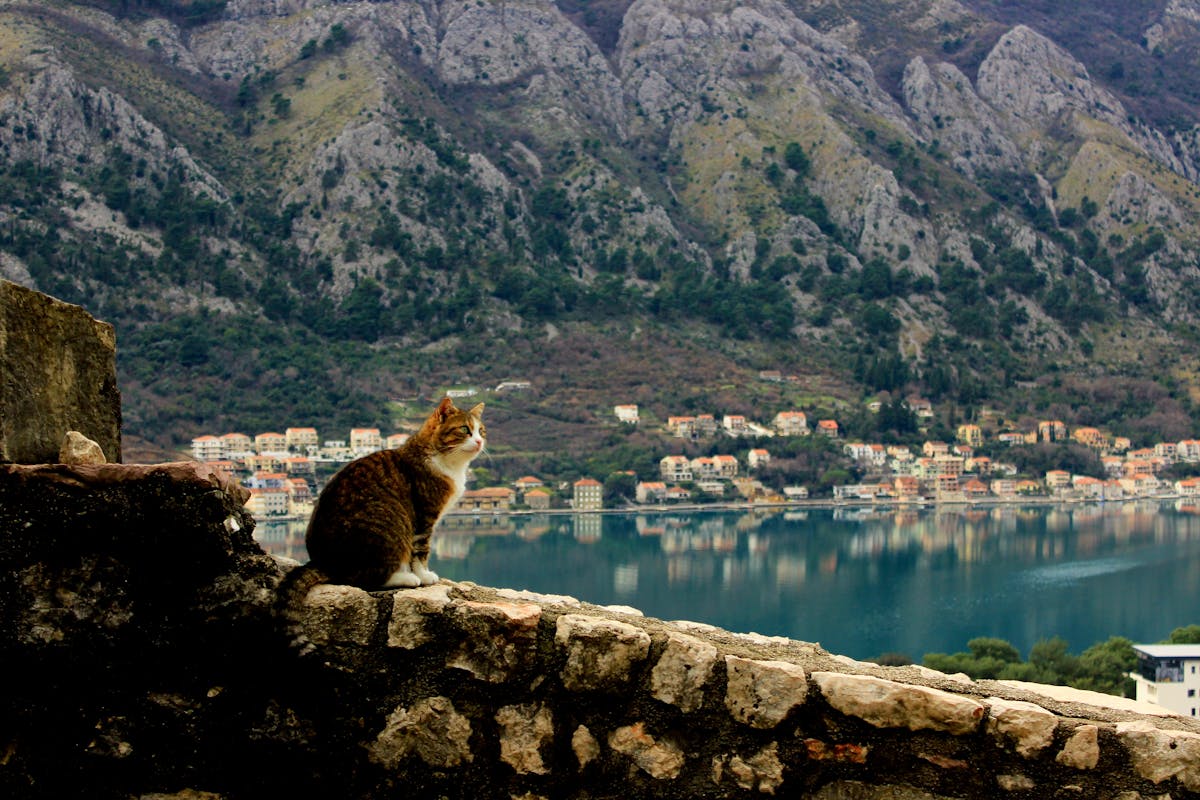 Cat sitting on a stone wall in a Kotor Old Town alley