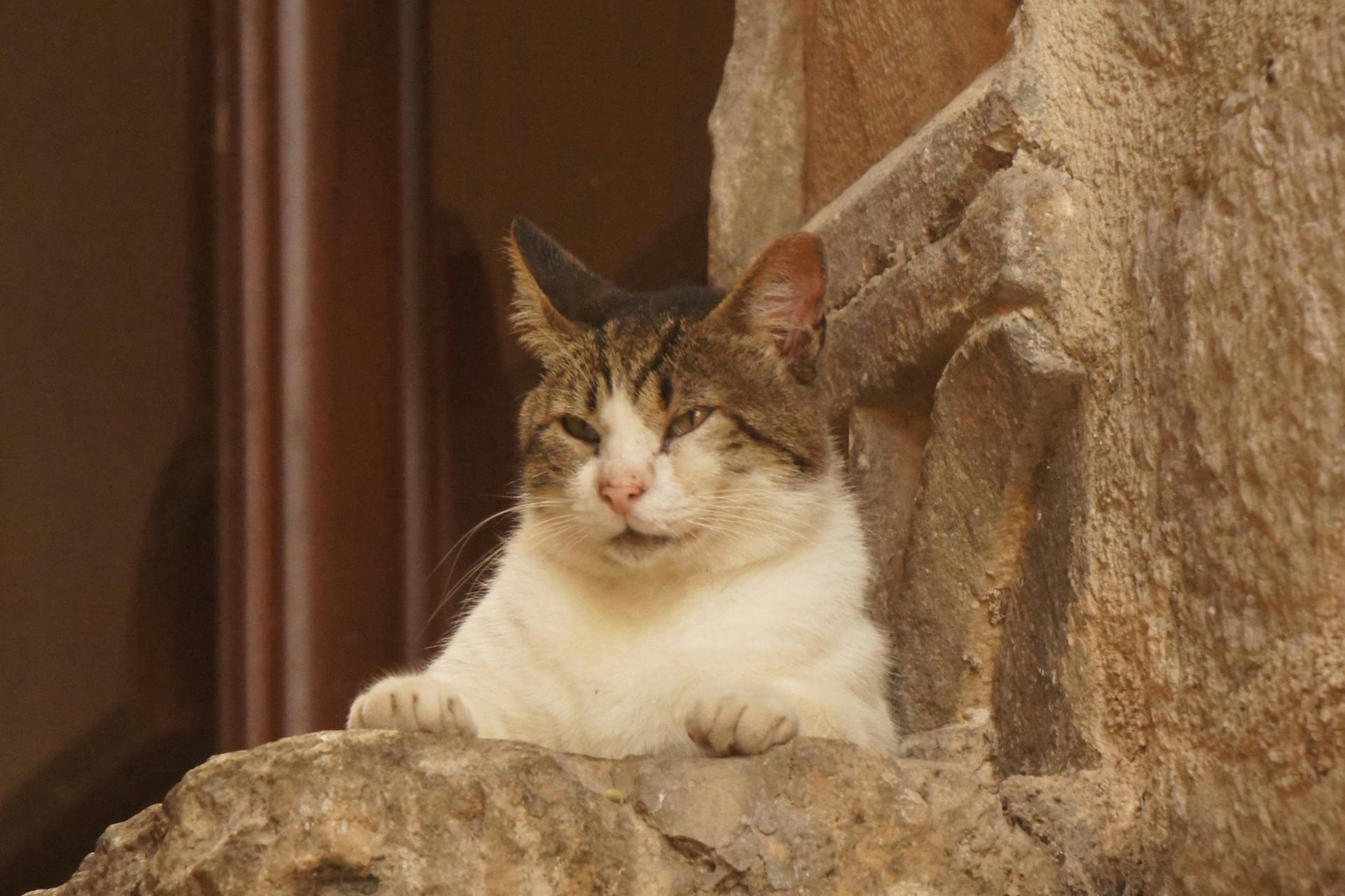 The Cats of Kotor Old Town